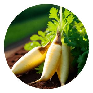 How to grow organic Parsnip