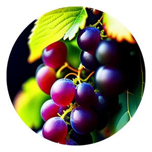 How to grow organic grape