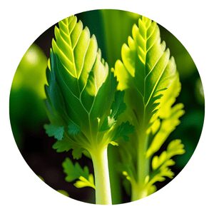 How To Grow Organic Celery