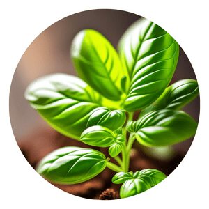 How To Grow Organic Basil