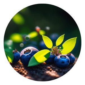 How to grow organic blueberries