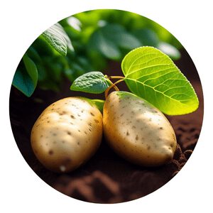 How to grow organic Potatoes