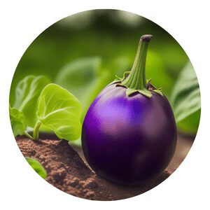 How to grow organic Eggplant