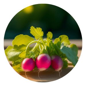 How to grow organic Radish