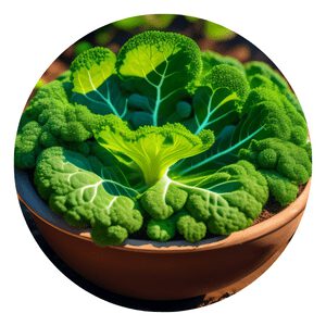 How to grow organic Kale