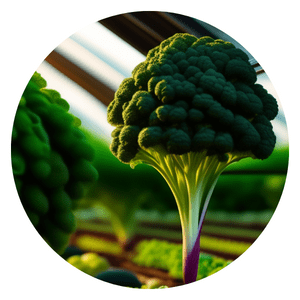 Grow Organic Vegetables Indoors