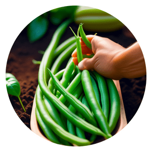 grow organic beans