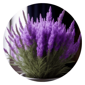 grow organic lavender