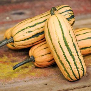 Delicata Squash Seeds | Peanut Carnival Dumpling Pumpkin