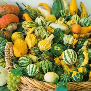Small Ornamental Gourd Mix Seeds