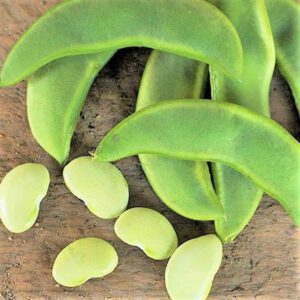 Henderson Lima Bean Baby Butter Seed online shop Non GMO