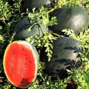 Black Diamond Watermelon Seeds