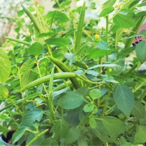 Molokhia Seeds Egyptian Spinach organic greens