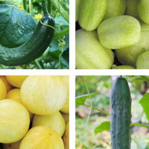 Cucumber Mix | Organic | Seeds - click to grow online shop