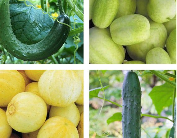 Cucumber Mix | Organic | Seeds - click to grow online shop