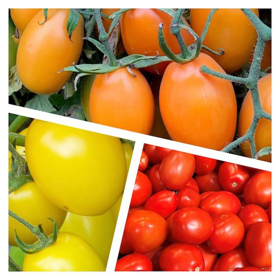 Roma Tomato Mix | Organic Seeds