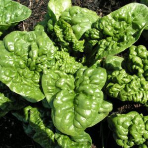Bloomsdale Spinach Seeds | Heirloom | Organic