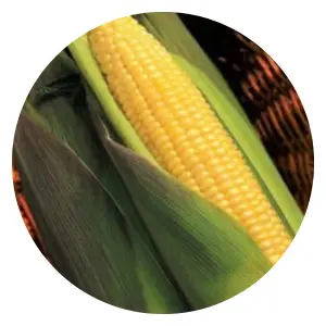 companion planting with corn