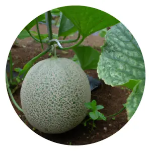 companion planting with melon