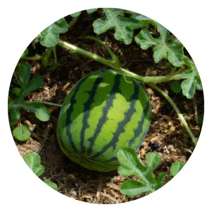 Companion-planting-with-watermelon