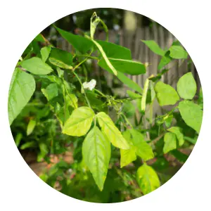 companion-planting-with-beans