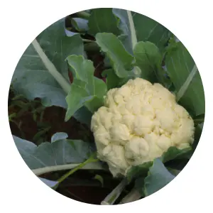 companion-planting-with-cauliflower