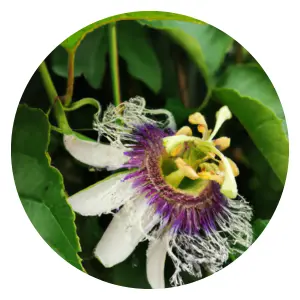 Companion-planting-with-Passionflower