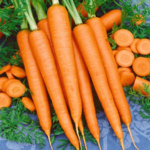 Tendersweet Carrot Seeds | NonGMO Heirloom