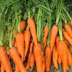 Little Fingers Carrots Seeds | Heirloom | Organic - Click to Grow
