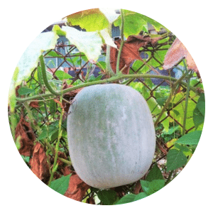 Giant White Skin Winter Melon