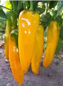 Marconi Golden Peppers Seeds