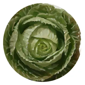 Organic Cabbage Gardening