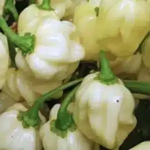 White Habanero Pepper Seeds