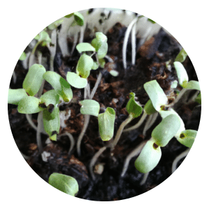 eggplant seeds germination