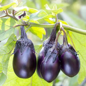 Patio Baby Eggplant Organic Seeds