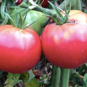 Rose De Berne Tomato Seeds Heirloom Organic