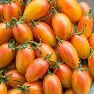 Blush Tomato Seeds Organic