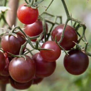 Chocolate Cherry Tomato Seeds | Heirloom