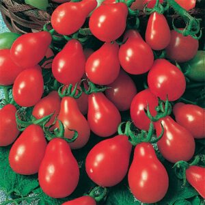 Red Pear Tomato Seeds Heirloom Organic