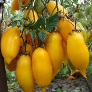 Banana Legs Tomato Seeds | Heirloom