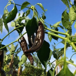 Pasilla Bajio Pepper Seeds Heirloom Open Pollinated NonGMO