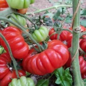 Costoluto Genovese Tomato Seeds | Heirloom | Organic