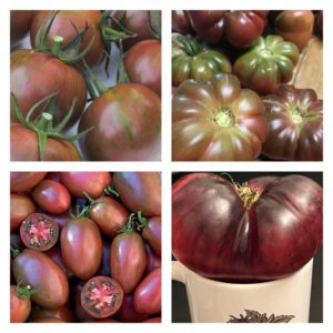 Purple Tomato Mix | Organic Seeds