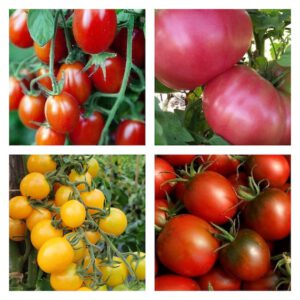 Short Season Tomato Mix Organic Seeds