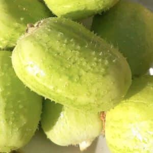 Crystal Apple Cucumber Seeds | Heirloom