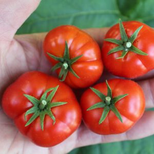 Florida Petite Micro Dwarf Tomato seeds