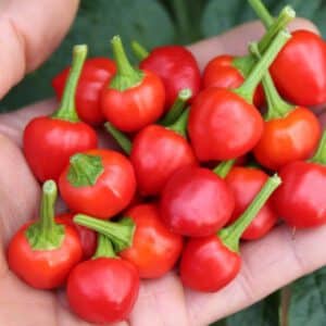 Rare Wiri Wiri hot pepper Organic Seeds