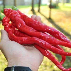 Total Eclipse space chili pepper seeds