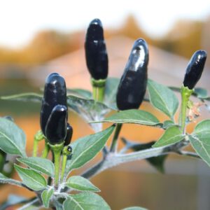 Black Cobra rare HOT pepper Seeds