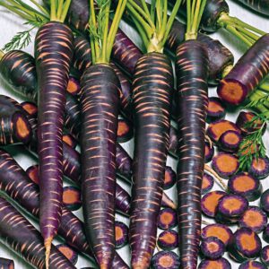Purple Haze Carrot seeds online rare unique seed